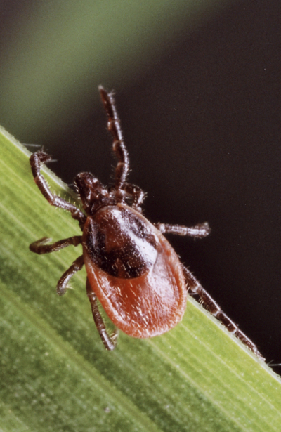 tick Image