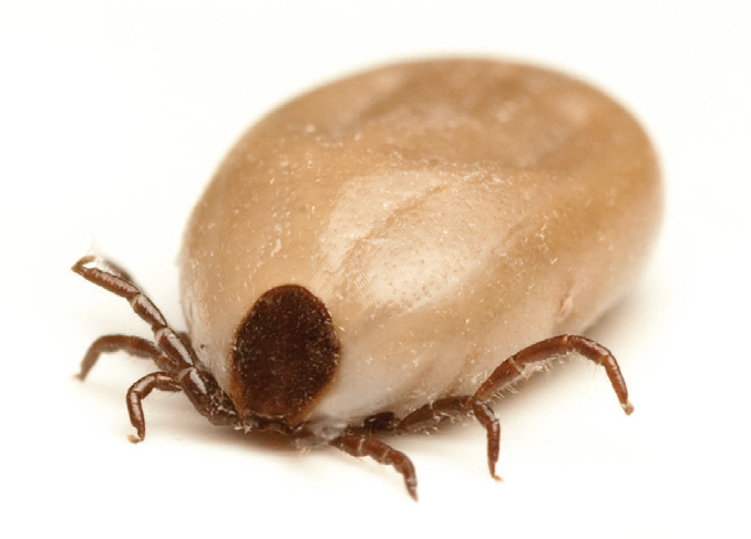 can humans get ticks from dogs