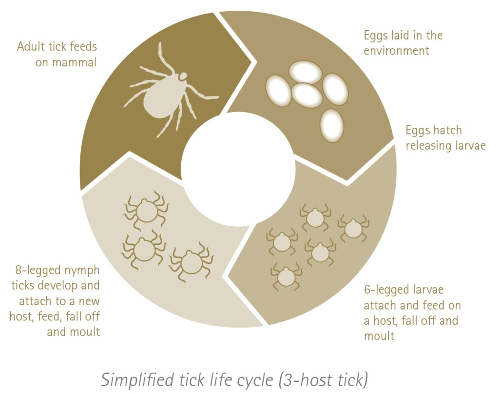 Tick live cycle